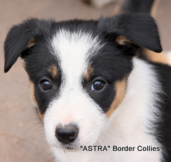 Tricolour Female, smooth to medium coat, border collie puppy